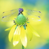 雨降る黄色いお花畑で