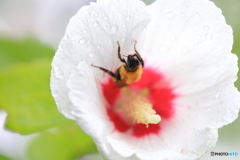 ムクゲの花で雨宿り