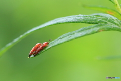 雨上がりの小さな恋人たち
