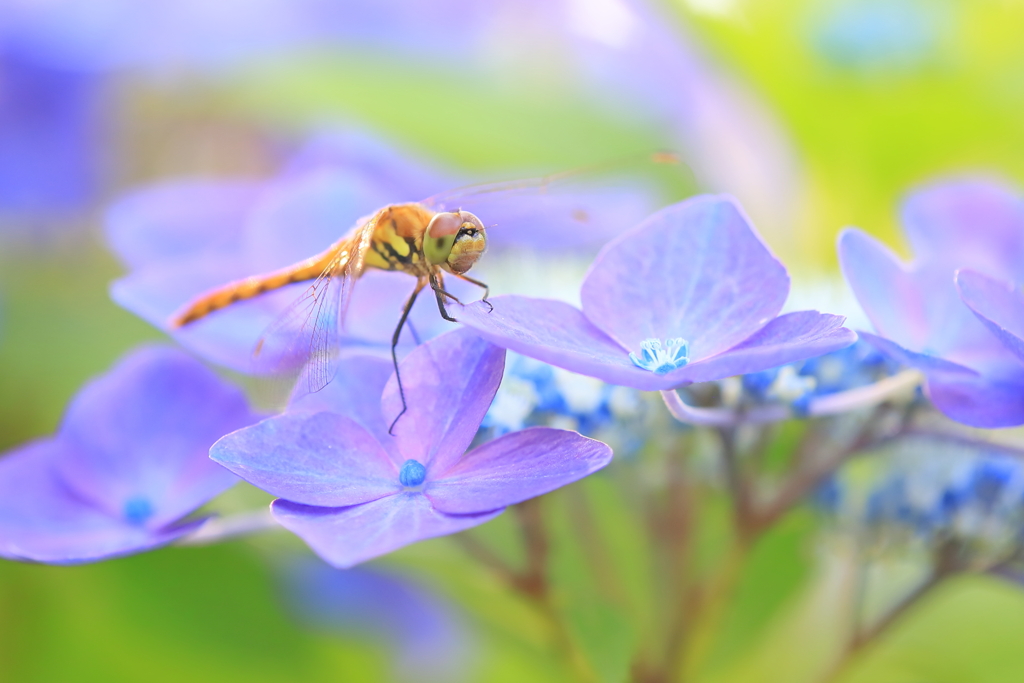 紫陽花の上の笑顔