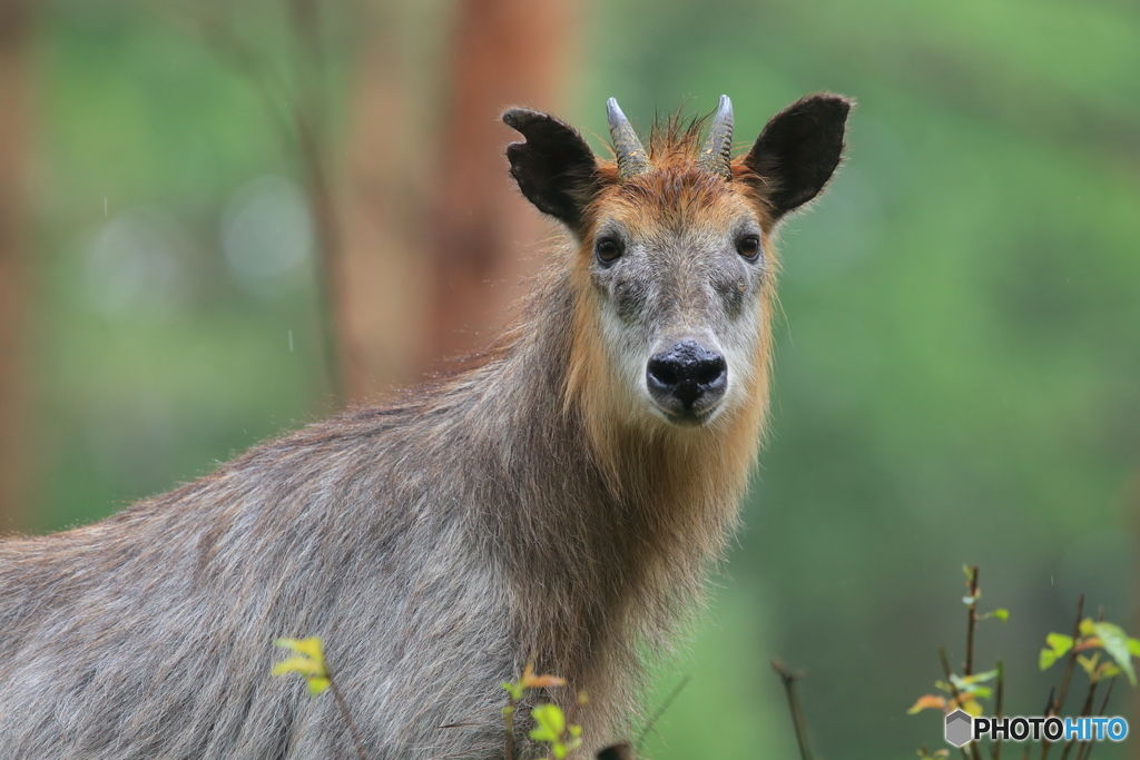 小雨降るアカマツの森で