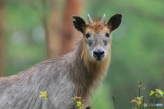 小雨降るアカマツの森で