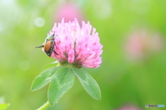 梅雨を生きる虫たち　マメコガネ