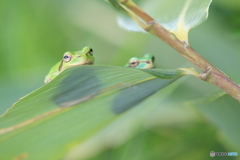 仲良し