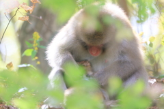 親子ザル　秋の陽射し浴びて