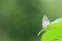 晩夏の雨に打たれて