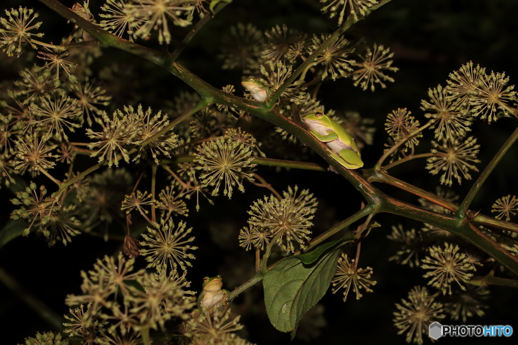 カエルたちの花火大会