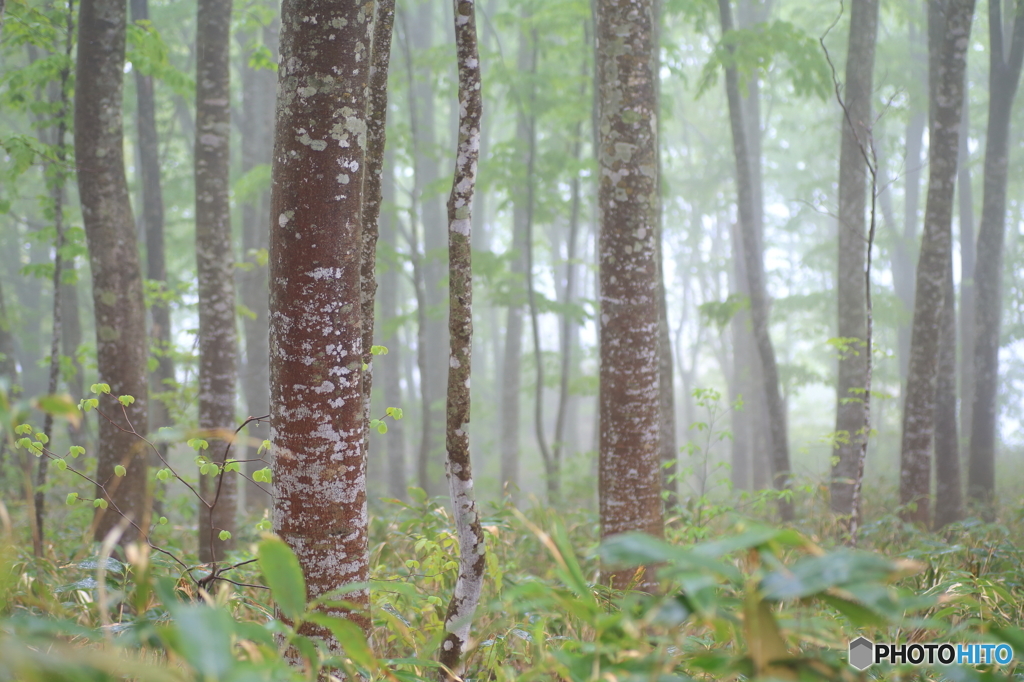 新緑の森に降る雨