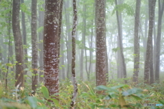 新緑の森に降る雨