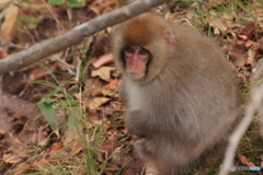 降らないねぇ。。。