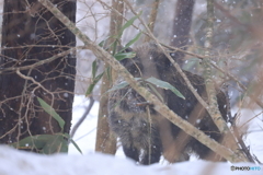 雪降る森での対峙