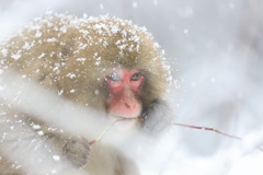 降り続く雪の中で