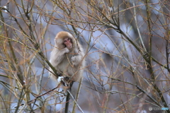 緑になった新芽の味は？