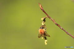 キブシの花にて