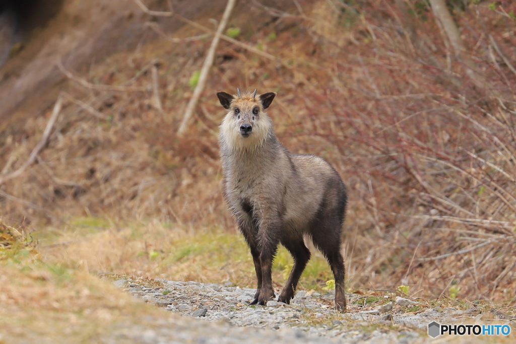 フキノトウ咲く林道で