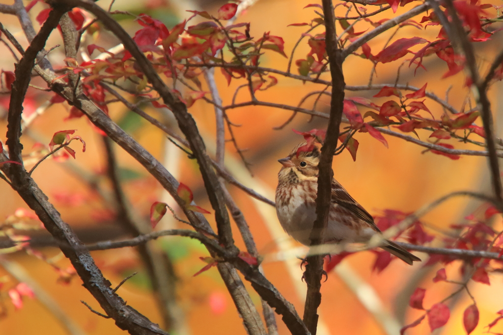 君も紅葉見物かい？