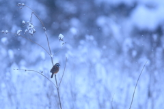 ホオジロ君も雪の中で