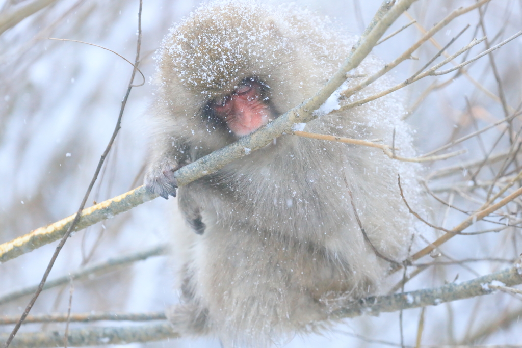 今年もまた雪の季節が始まった