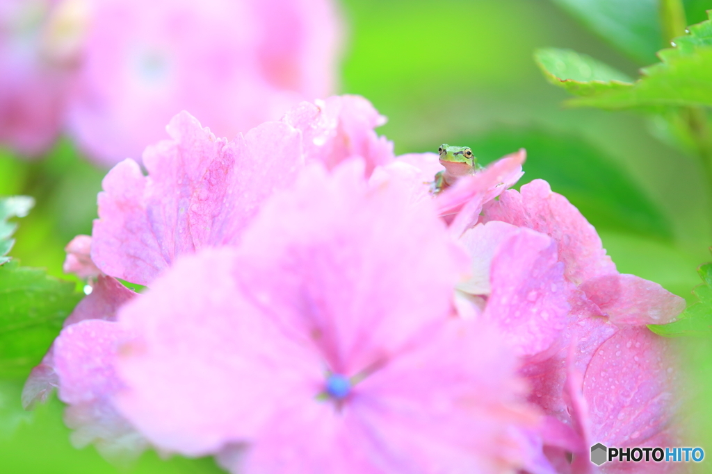 紫陽花の上からこんにちは！　2020