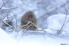 美味しくないけれど。。。