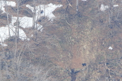 残雪の森の出会い