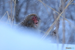 今日も雪の中で