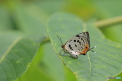 夏を教えてくれるチョウ