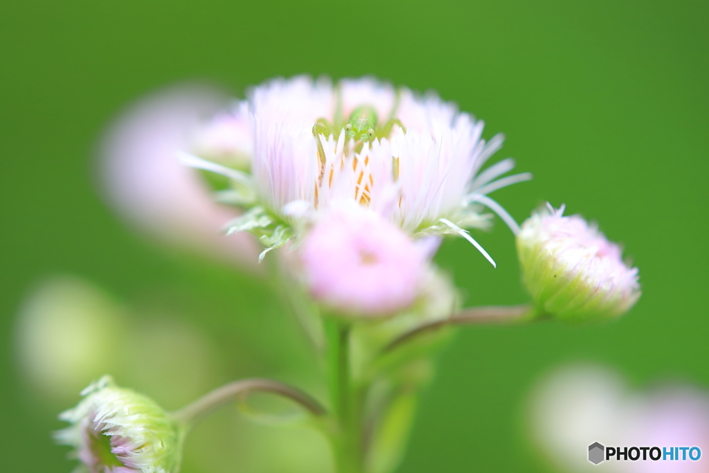 お花の上でかくれんぼ