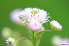 お花の上でかくれんぼ