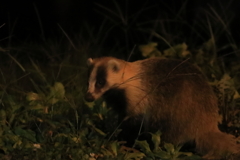 帰り道のアナグマ君