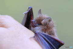 やぁ！僕、コテングコウモリ