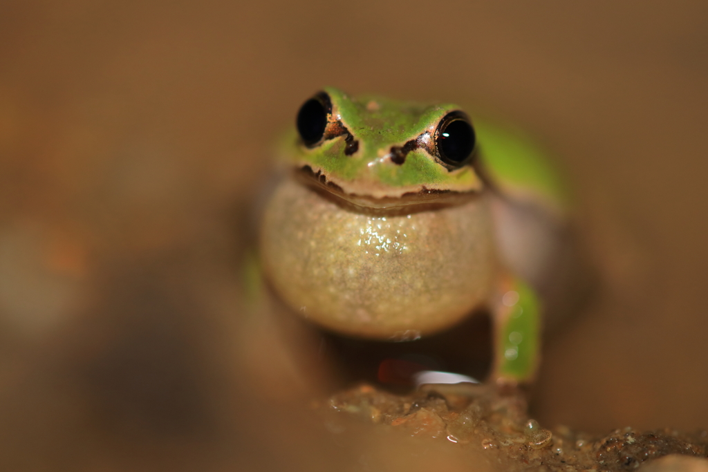 アマガエル君も恋の季節