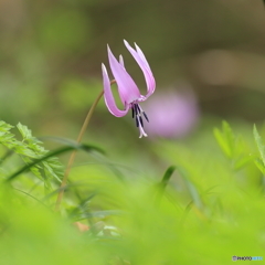 大好きな花だけど