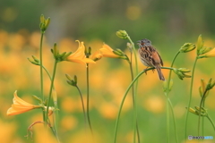 ニッコウキスゲのステージで