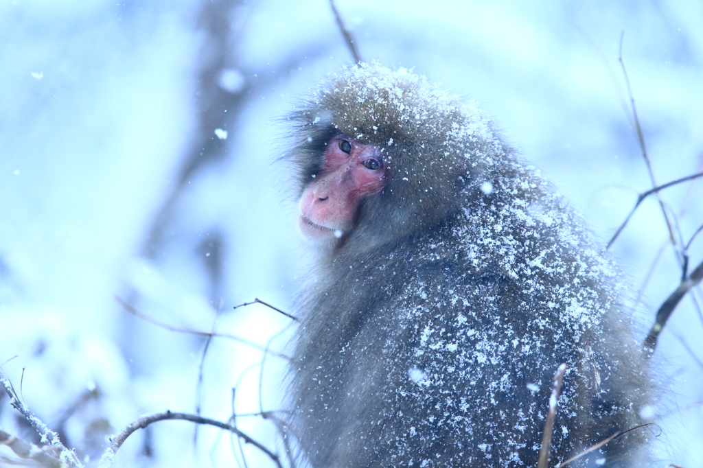 降りしきる雪の中で