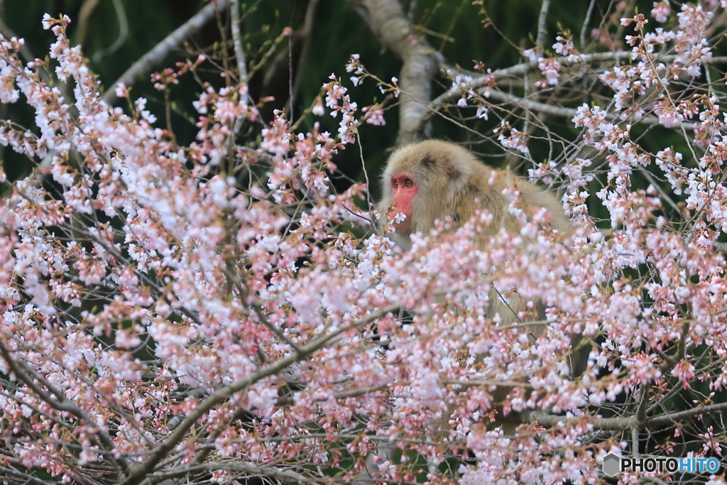 山桜に埋もれて