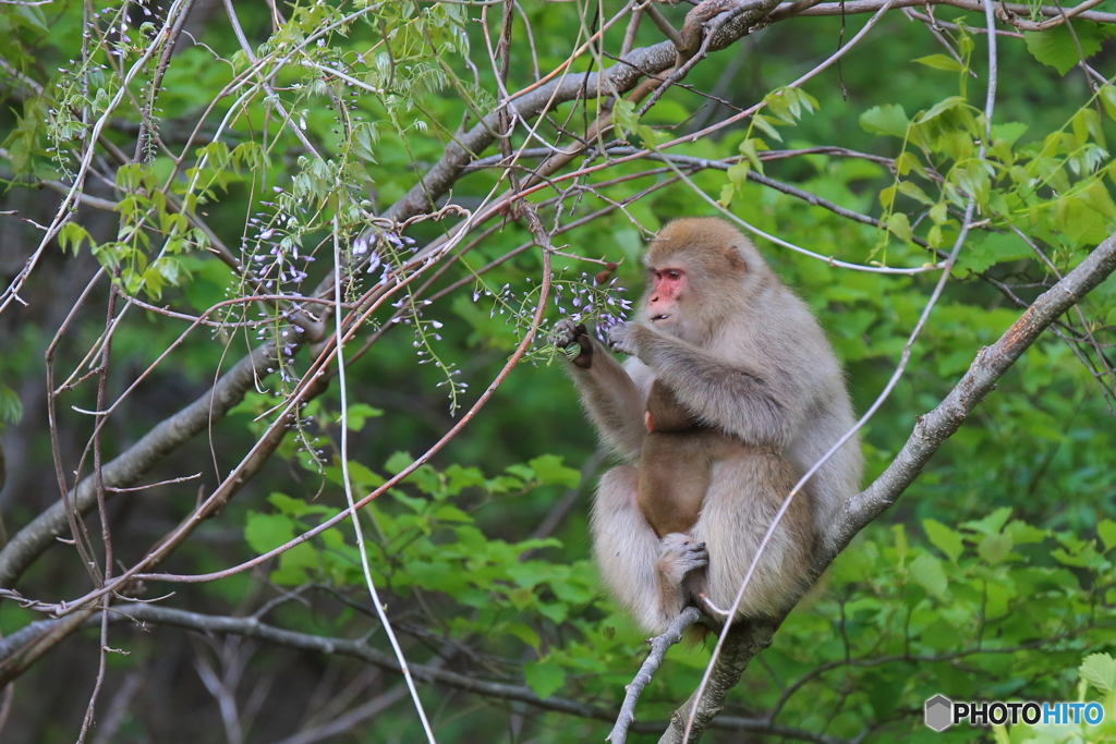 フジの花を食べながら