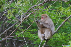 フジの花を食べながら