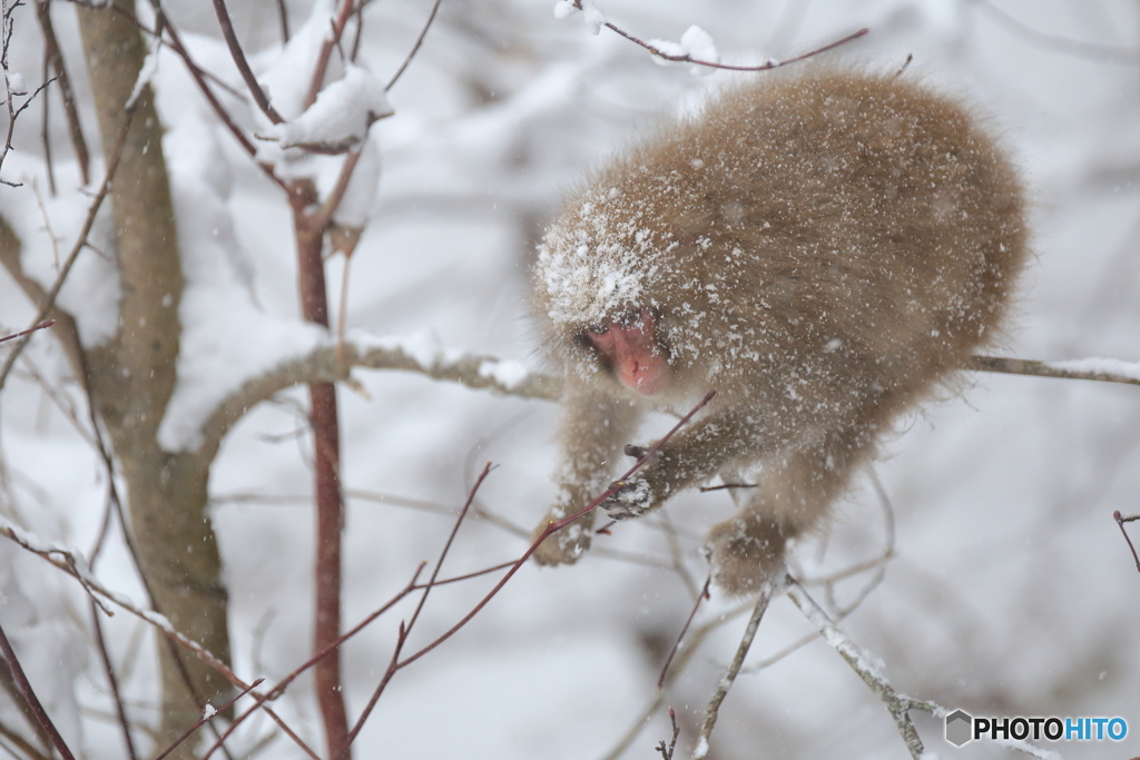 お正月も雪の中で