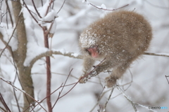 お正月も雪の中で