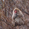 サル