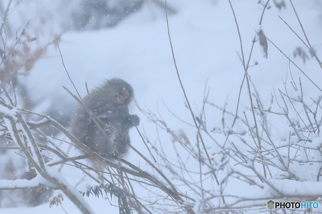 雪の季節を迎えて