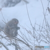 雪の季節を迎えて