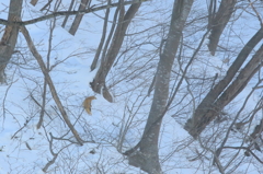 雪山で出会ったテン