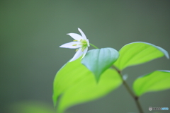 チゴユリの花が咲きました。