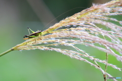 秋を告げる虫たち　ササキリ