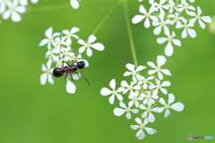 小さな花と大きなアリ