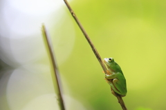 光射す方へ