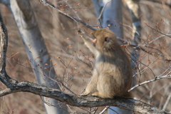 ご馳走が増えてきたね！