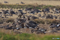 蕪栗沼の鳥たち　シジュウカラガン